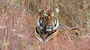 international tiger day