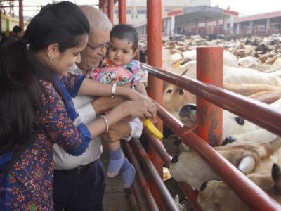 cow shelters