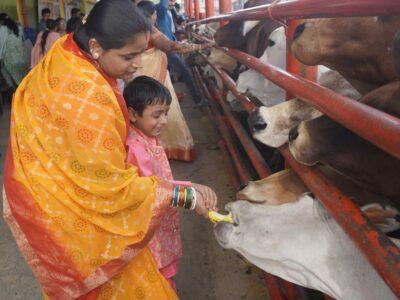 cow shelters