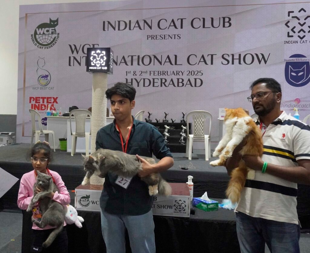 International Cat Show are the British Longhair