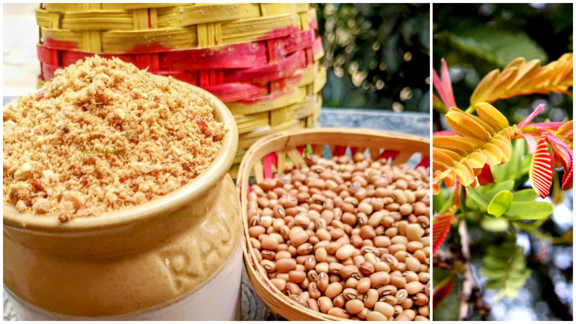 Chintachiguru : A Tangy Seasonal Delight from the Wild That Enriches Andhra Cuisine