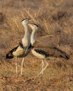 Flora & Fauna of Grasslands
