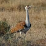 Great Indian Bustard Chick