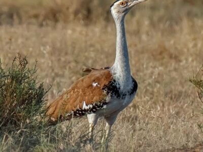 Great Indian Bustard Chick