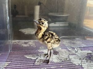 Hope for Indian Wildlife