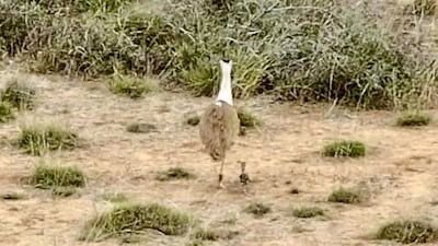 Bustard Chick Spotted
