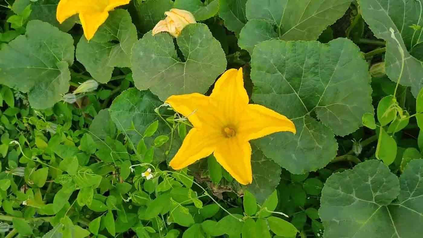 Bathukamma: The Secret Science Behind Telangana’s Most Beautiful Festival